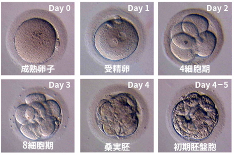 成熟卵から受精卵、4細胞期、8細胞期、桑実胚、初期胚盤胞までの発育過程