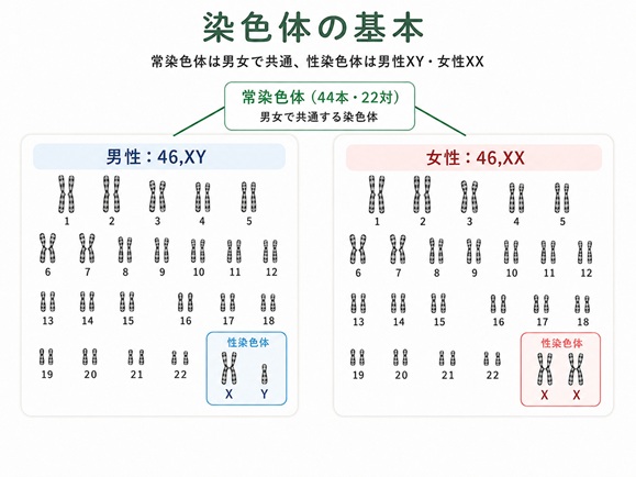 ヒトの染色体46本と男性XY・女性XXの違いを示した模式図